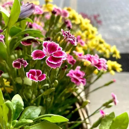 Nosal & Wine Hotel 3*