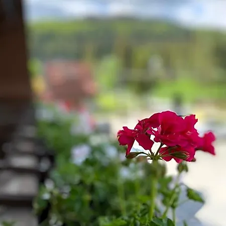 Nosal & Wine Hotel 3*