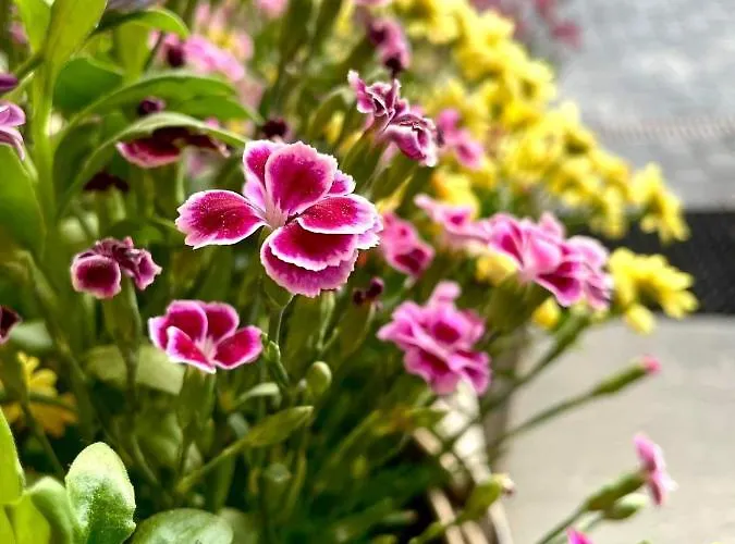 Nosal & Wine מלון 3*