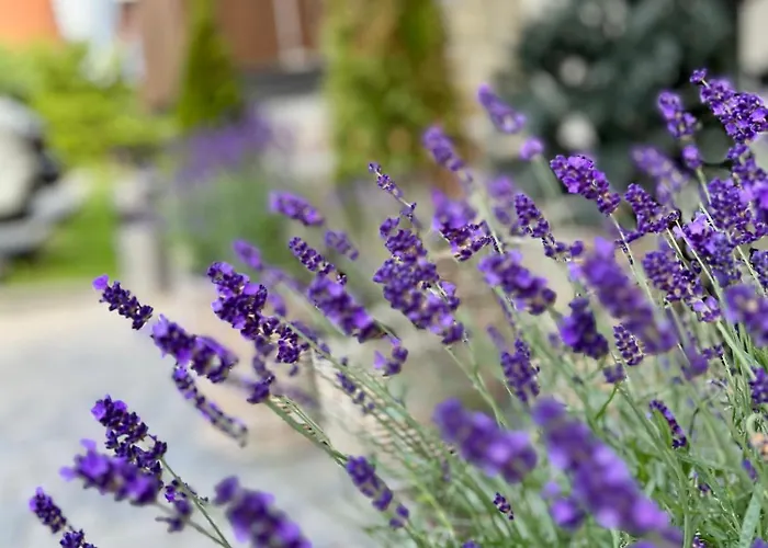 מלון Nosal & Wine