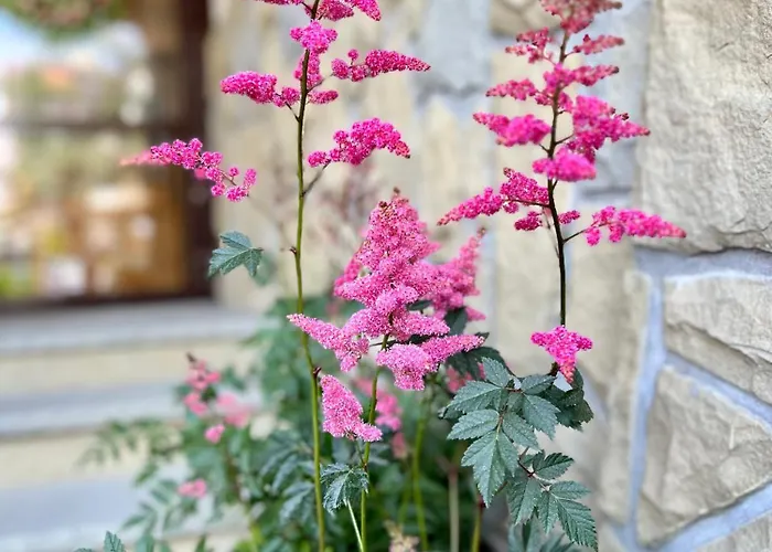 Nosal & Wine מלון זקופאנה